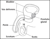 Vasectomy Vasectomy